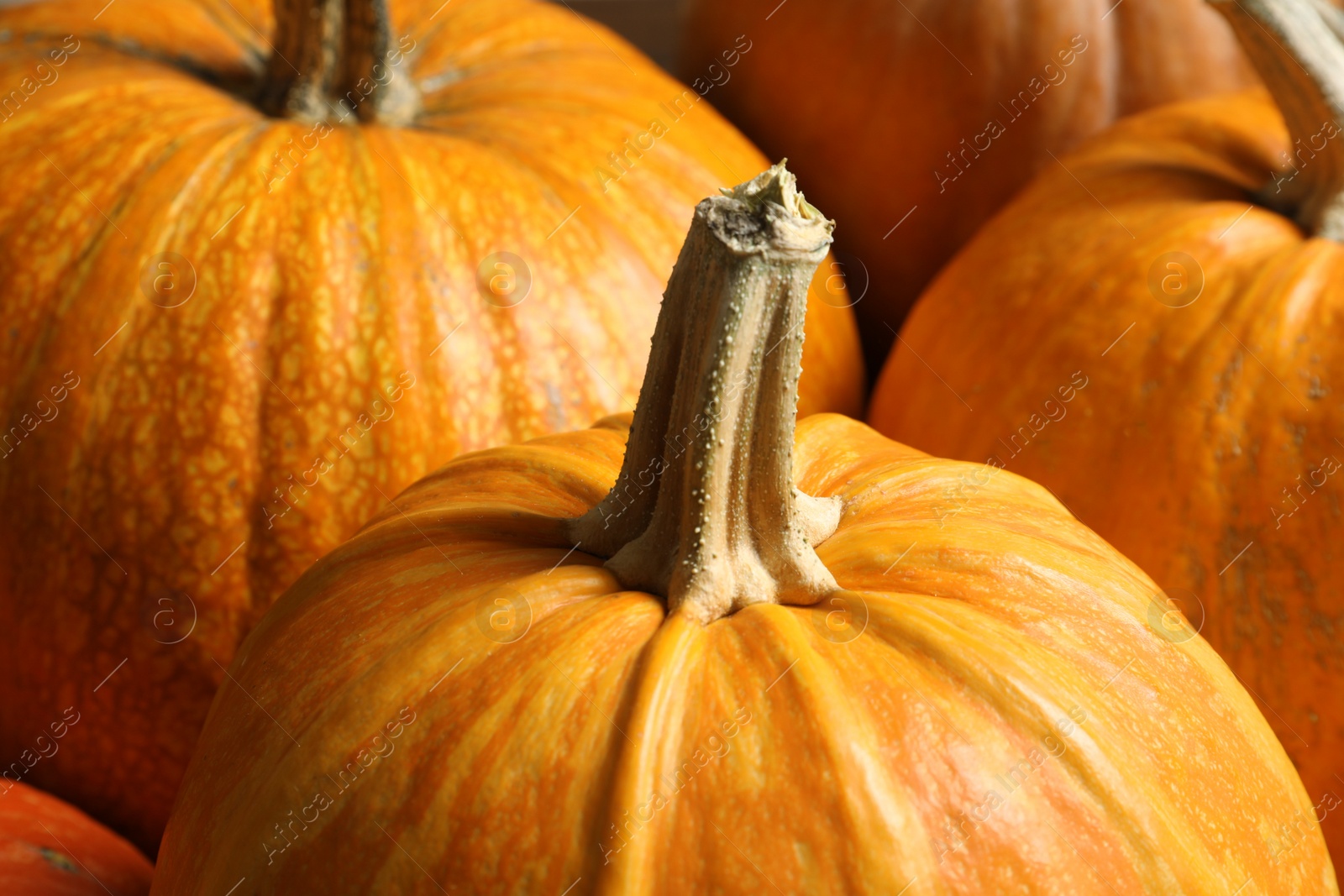 Photo of Many orange pumpkins as background, closeup. Autumn holidays