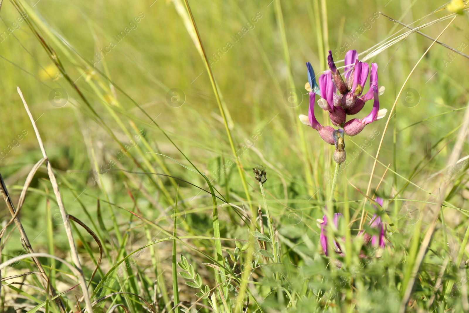 Photo of Beautiful flowers growing in meadow on sunny day, space for text