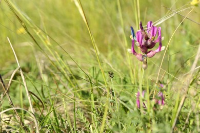 Photo of Beautiful flowers growing in meadow on sunny day, space for text