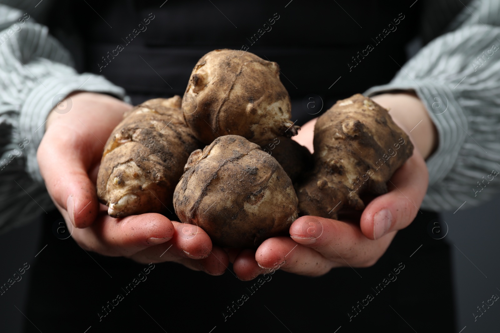 Photo of Farmer holding raw Jerusalem artichokes on dark grey background, closeup