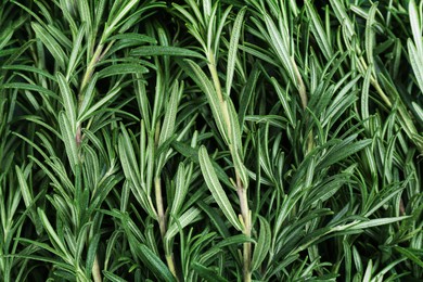 Photo of Fresh organic rosemary as background, top view