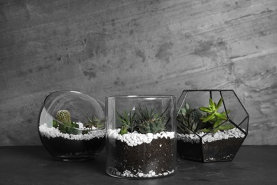 Photo of Glass florariums with different succulents on table against grey background, space for text