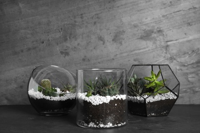 Glass florariums with different succulents on table against grey background, space for text