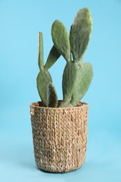 Photo of Beautiful cactus on light blue background. Tropical plant