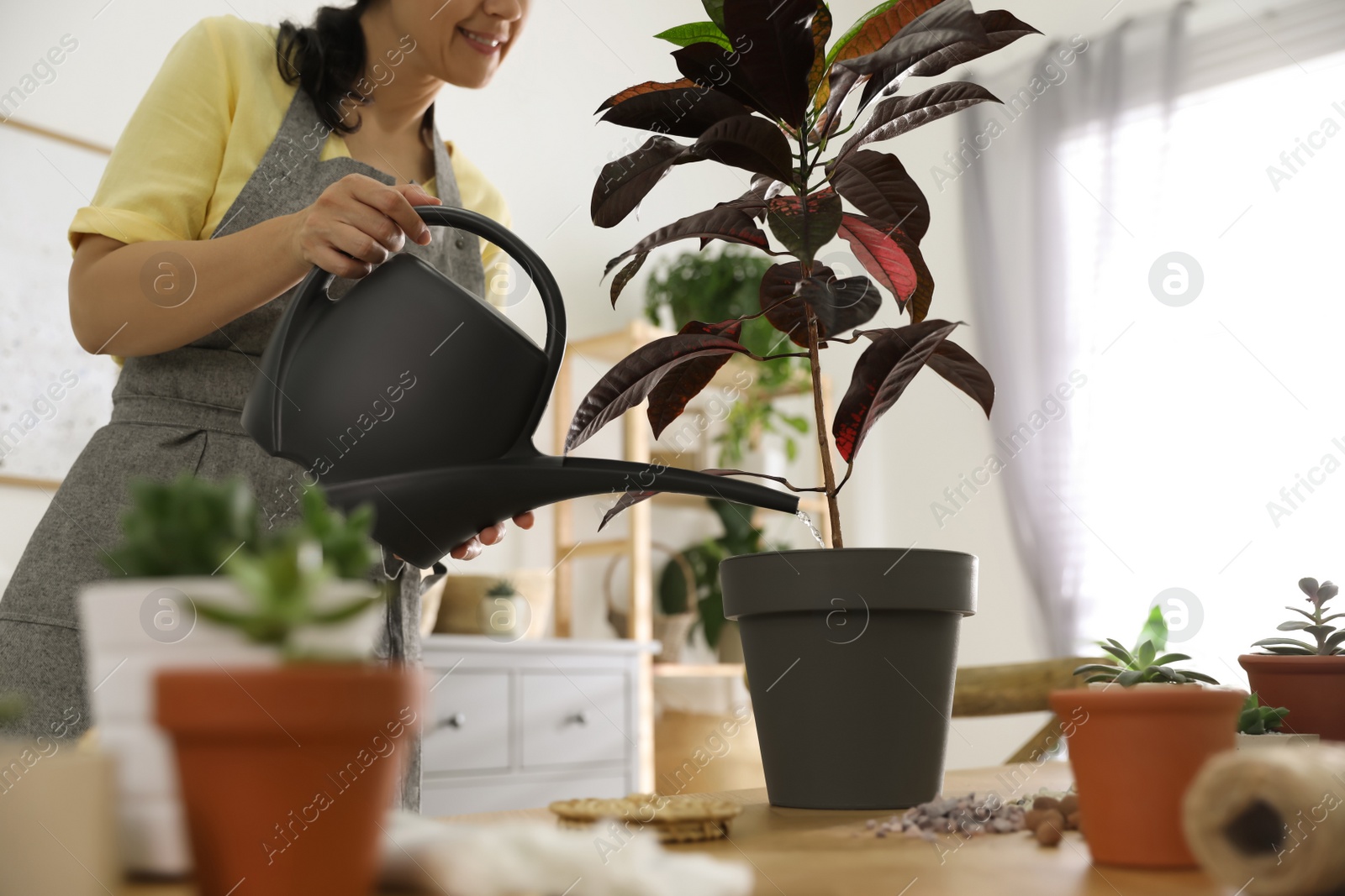 Photo of Woman watering houseplant at home, closeup. Engaging hobby