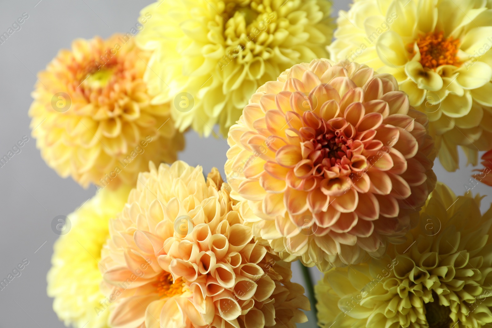 Photo of Beautiful yellow dahlia flowers on grey background, closeup