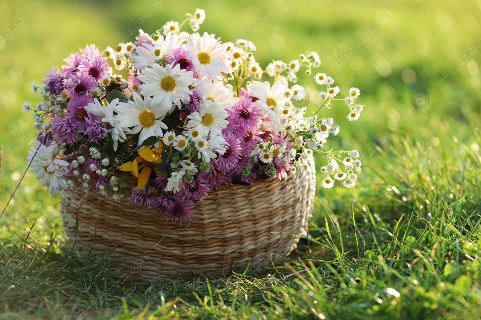 Photo of Wicker basket with beautiful wild flowers on green grass outdoors