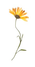 Photo of Wild dried meadow flower on white background