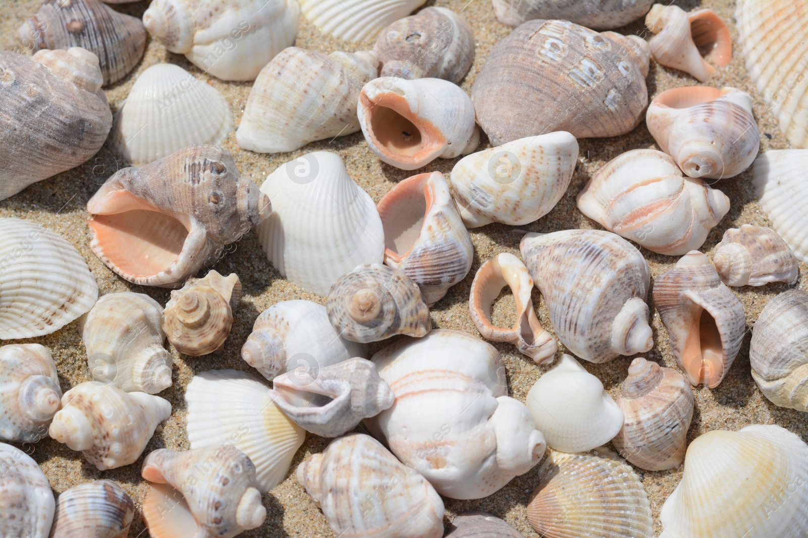 Photo of Many beautiful sea shells on sand, closeup