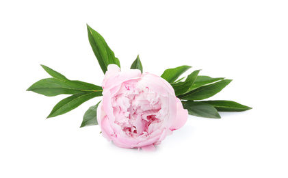 Beautiful pink peony flower isolated on white