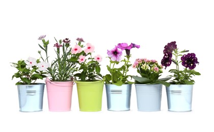 Beautiful flowers in different pots isolated on white