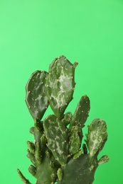 Beautiful cactus on color background