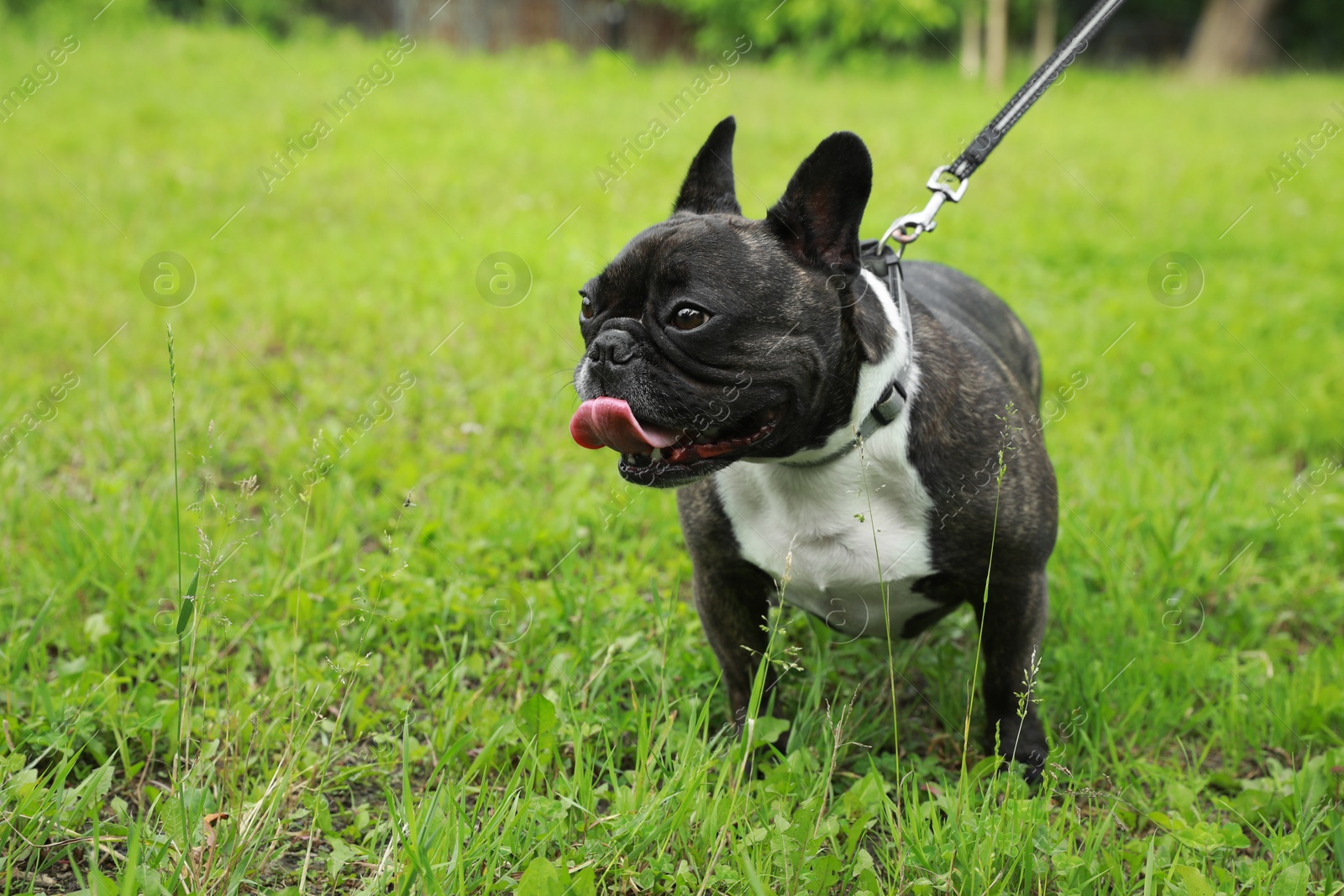 Photo of Cute French Bulldog walking on green grass. Space for text