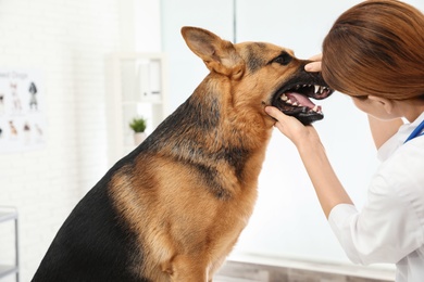 Photo of Professional veterinarian examining dog's teeth in clinic