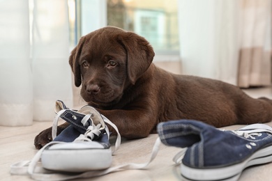 Photo of Chocolate Labrador Retriever puppy playing with sneakers on floor indoors