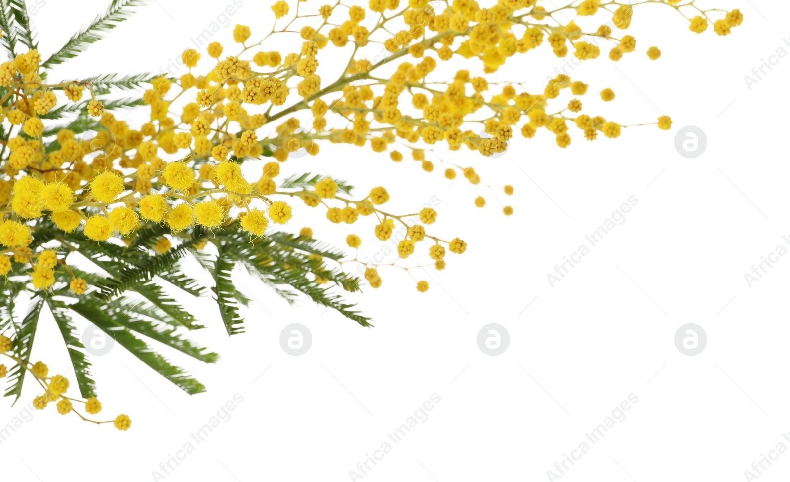 Photo of Beautiful mimosa plant with yellow flowers on white background