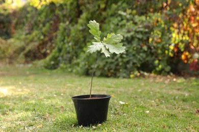 Photo of Pot with sapling on green grass in park. Planting tree