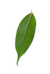 Photo of Fresh green ficus leaf on white background