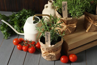 Photo of Different aromatic potted herbs, watering can and tomatoes on grey wooden table
