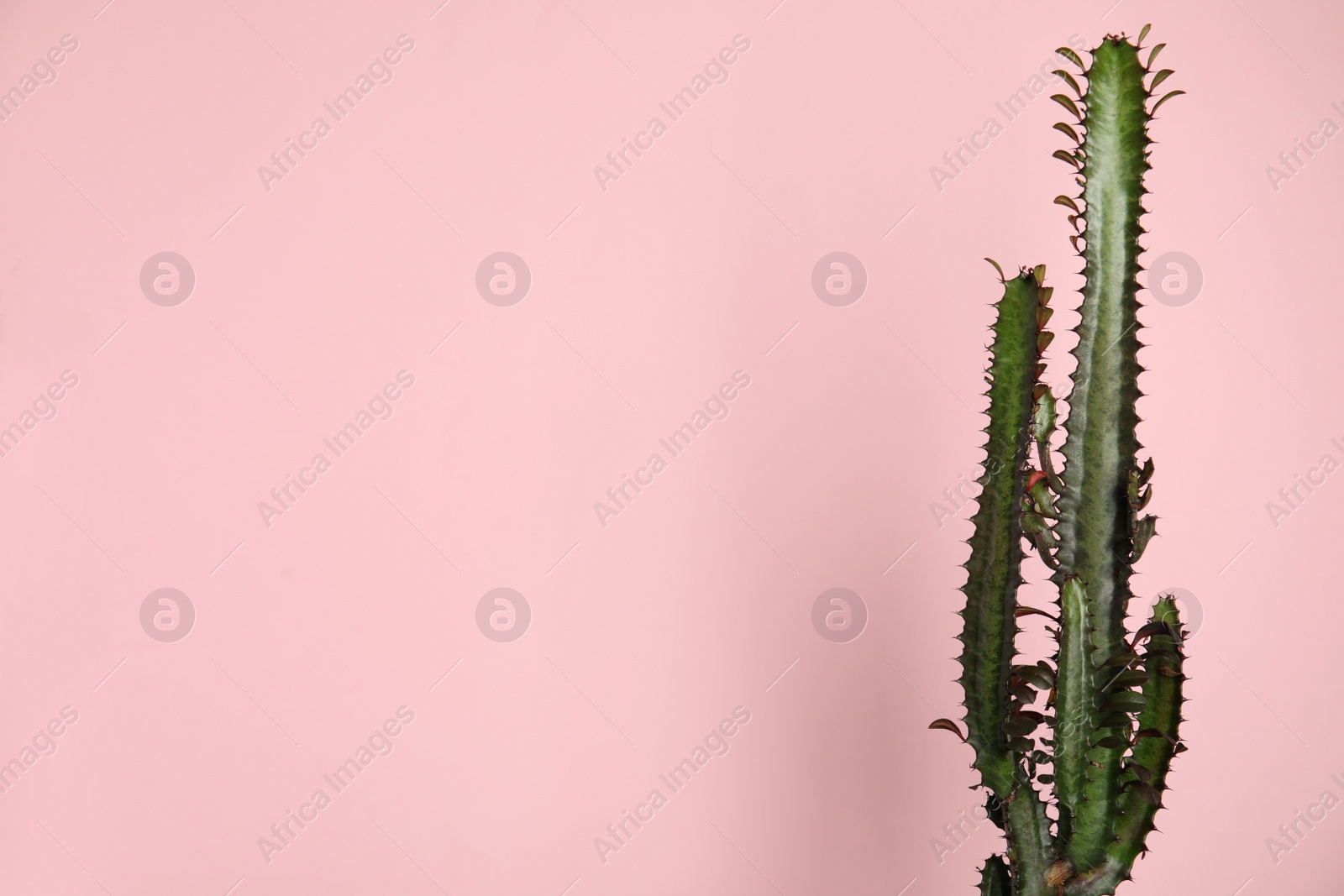 Photo of Beautiful cactus on pink background, space for text