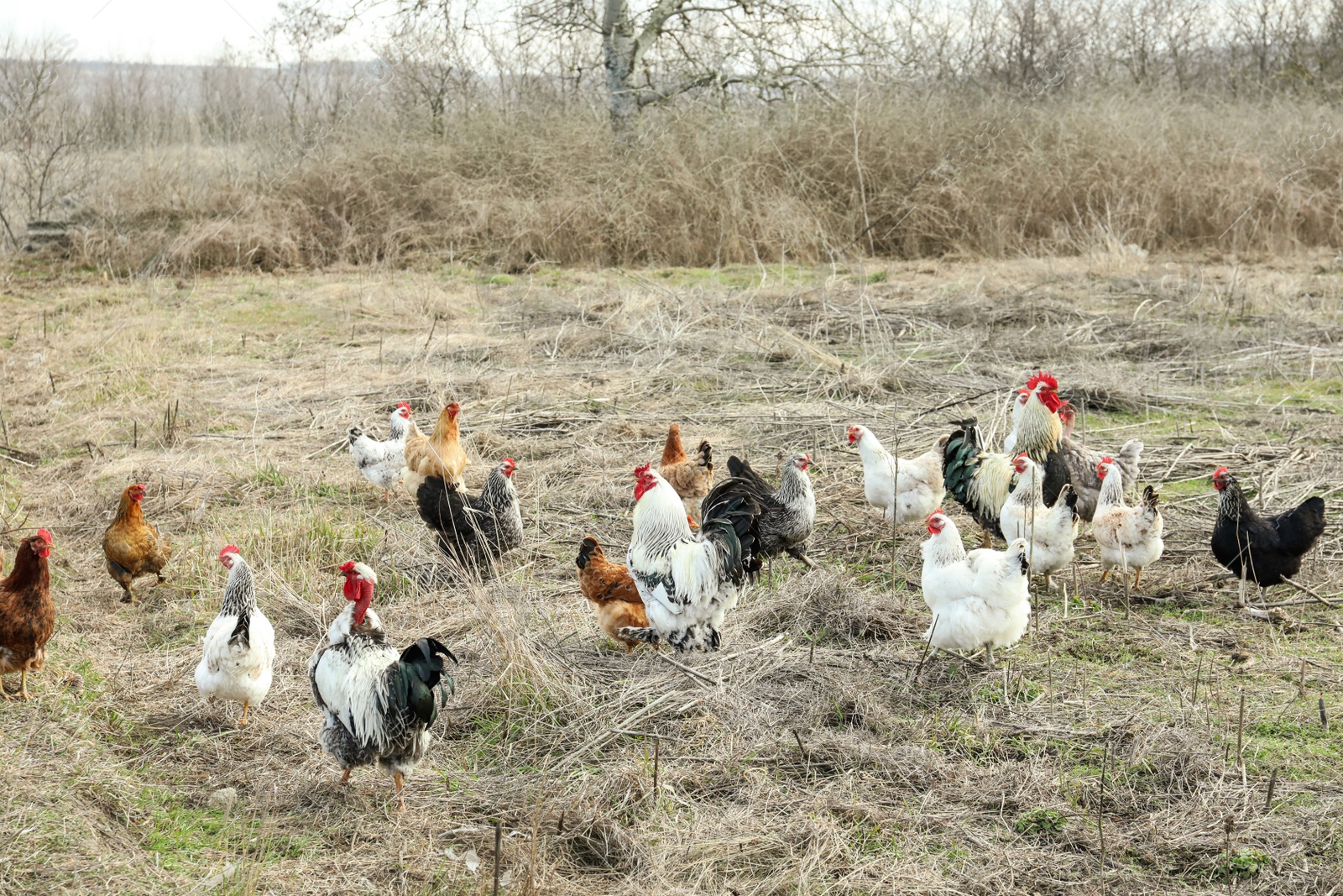 Photo of Flock of chickens and roosters in countryside