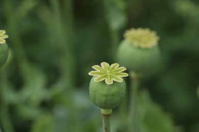 Photo of Green poppy head growing in field, closeup