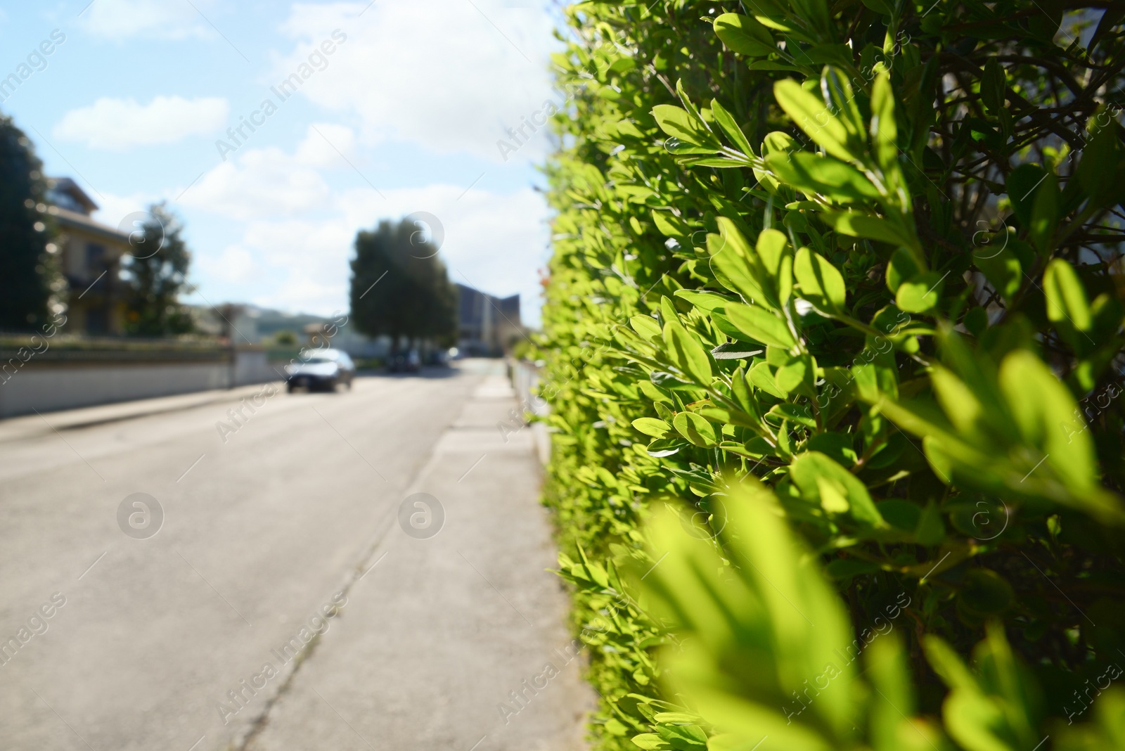 Photo of Closeup view of bush with green leaves on city street, space for text