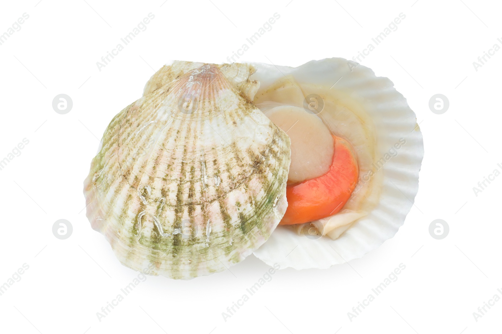 Photo of Fresh raw scallop with shell isolated on white, top view