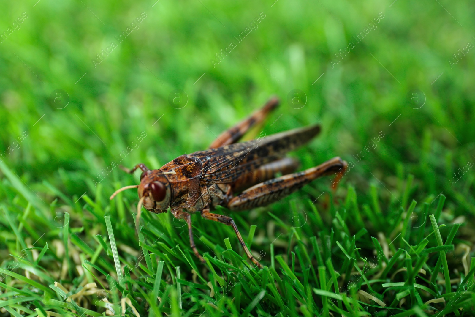 Photo of Brown grasshopper on lawn outdoors. Wild insect