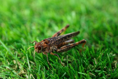 Brown grasshopper on lawn outdoors. Wild insect