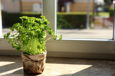 Photo of Potted parsley on windowsill indoors, space for text. Aromatic herb