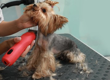 Professional groomer giving stylish haircut to cute dog in pet beauty salon