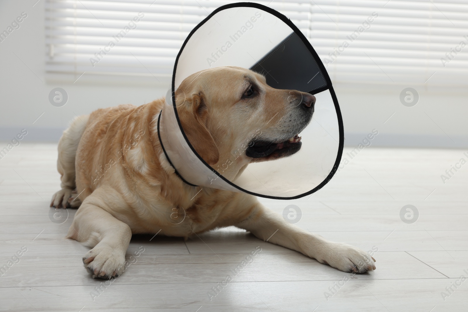 Photo of Cute Labrador Retriever with protective cone collar on floor indoors