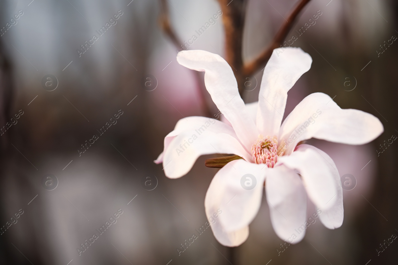 Photo of Closeup view of beautiful blooming magnolia tree outdoors. Space for text