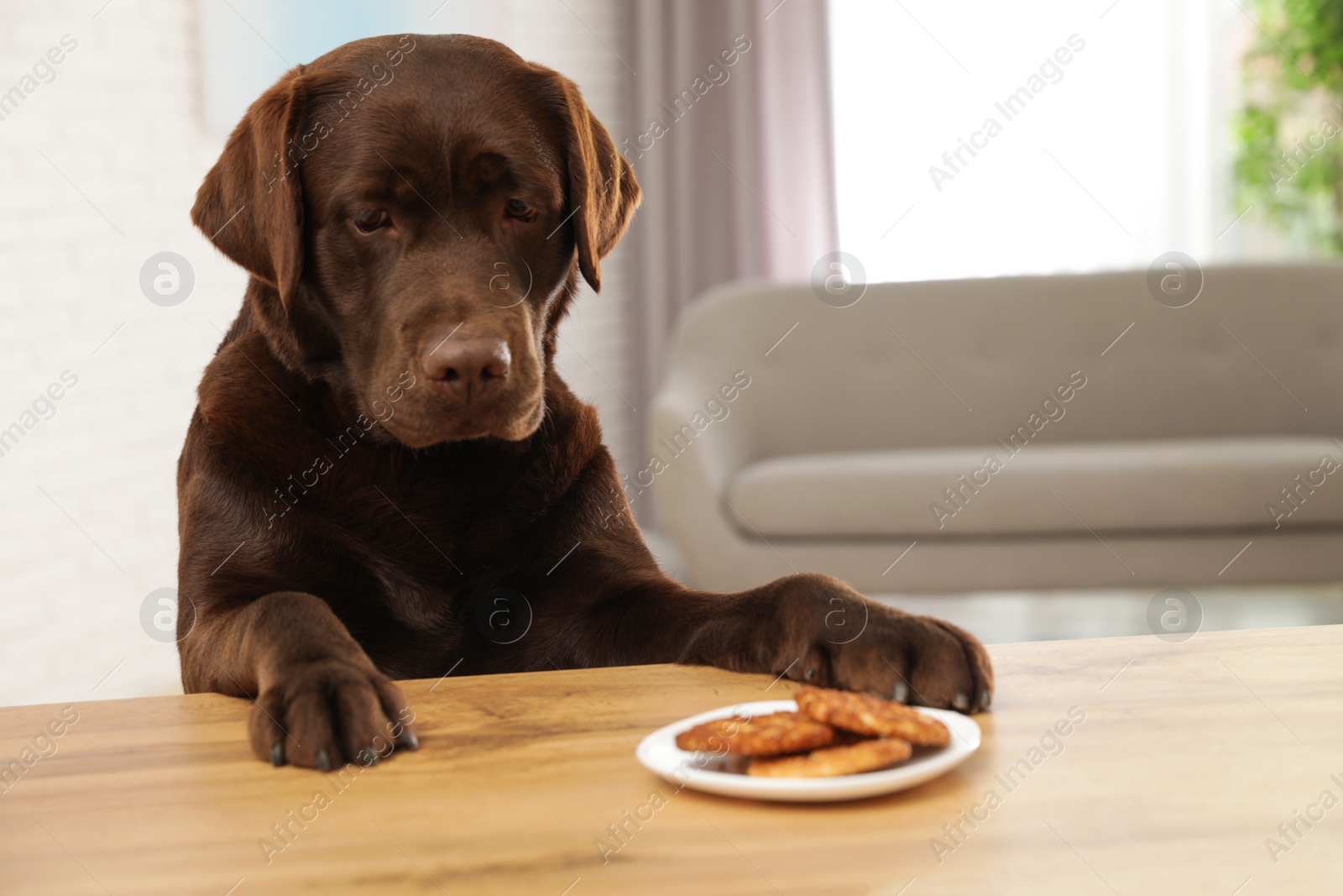 Photo of Chocolate labrador retriever at table with plate of cookies indoors