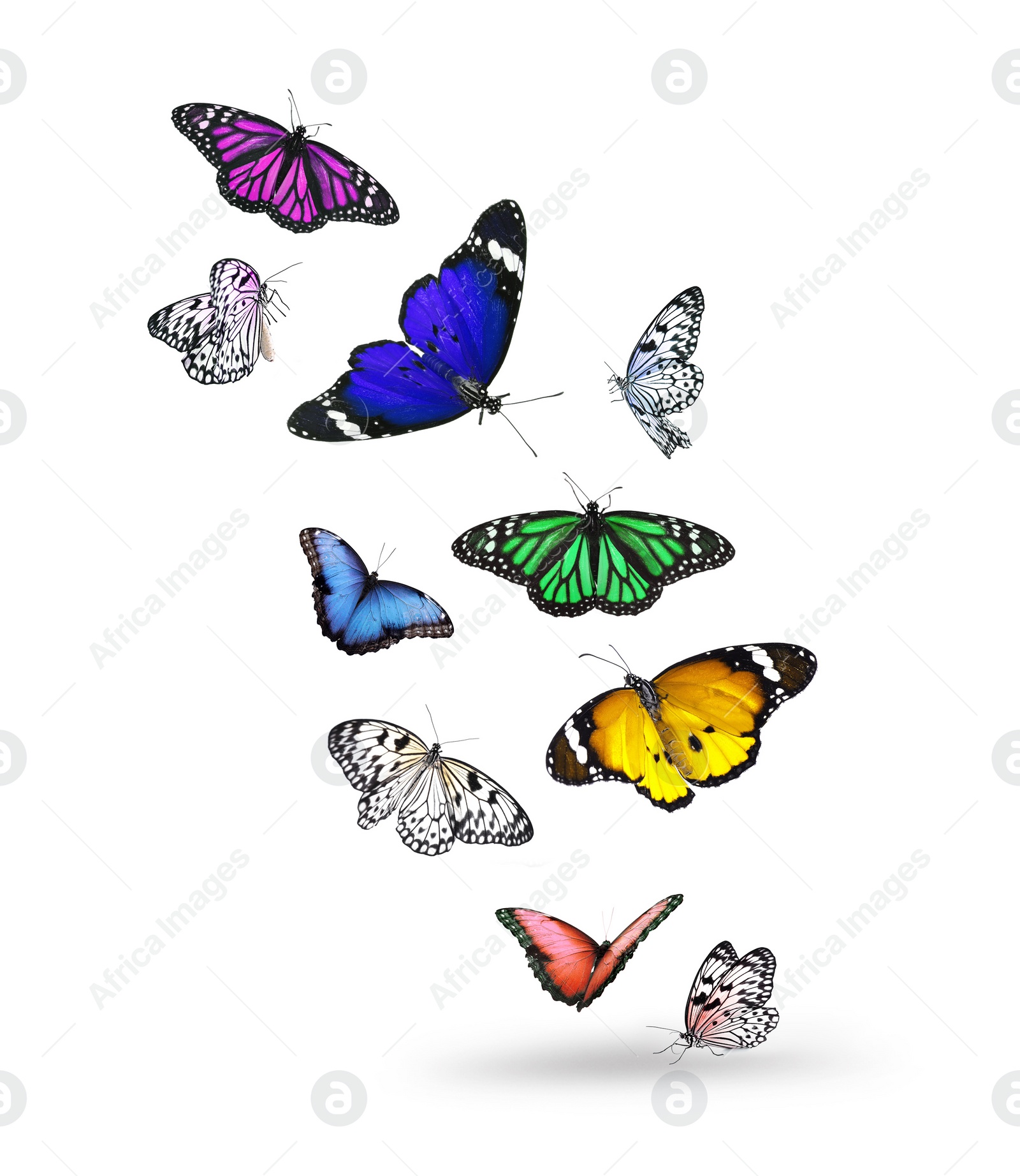 Image of Many beautiful colorful butterflies flying on white background