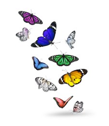 Many beautiful colorful butterflies flying on white background