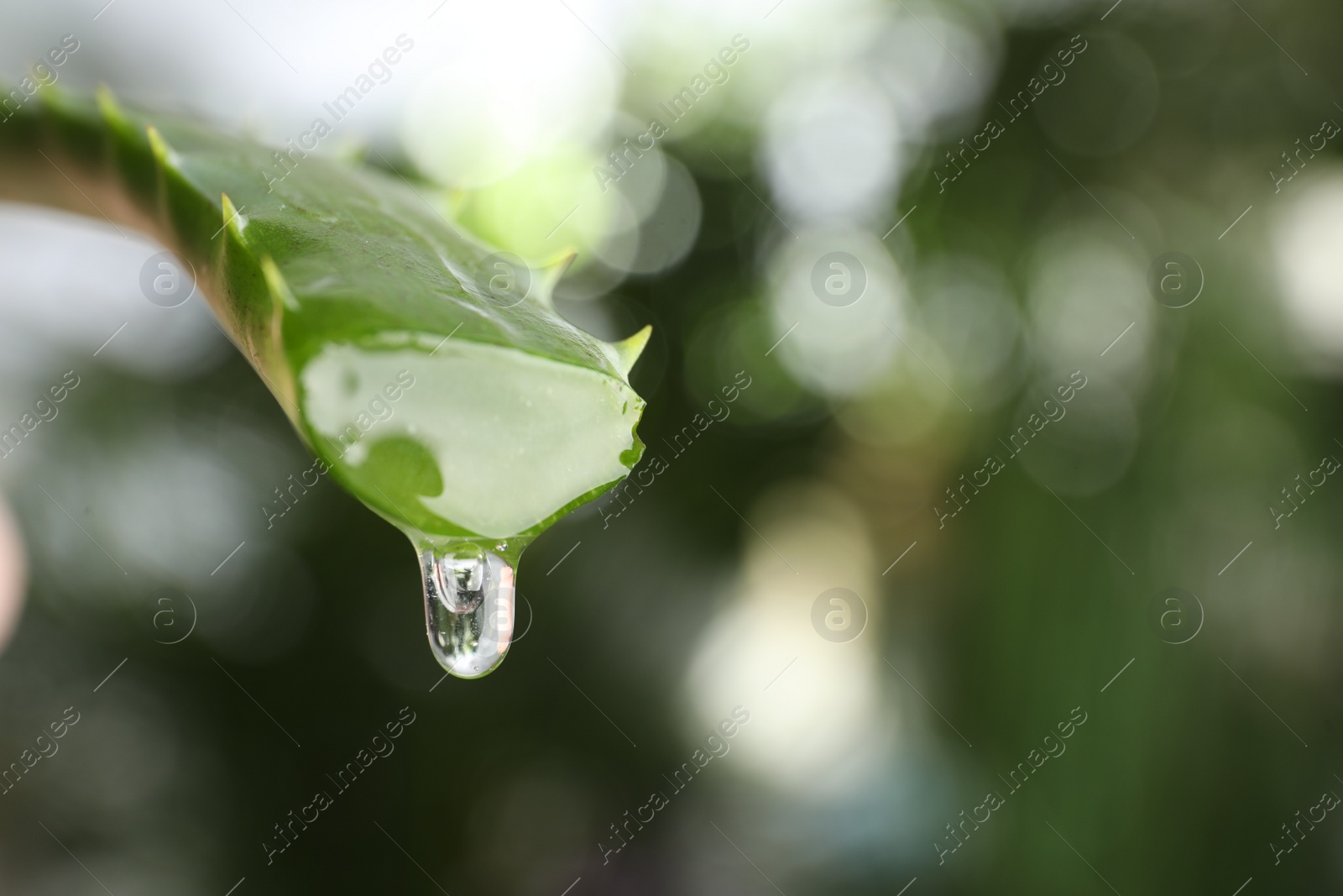 Photo of Aloe vera leaf with dripping juice against blurred background, closeup. Space for text