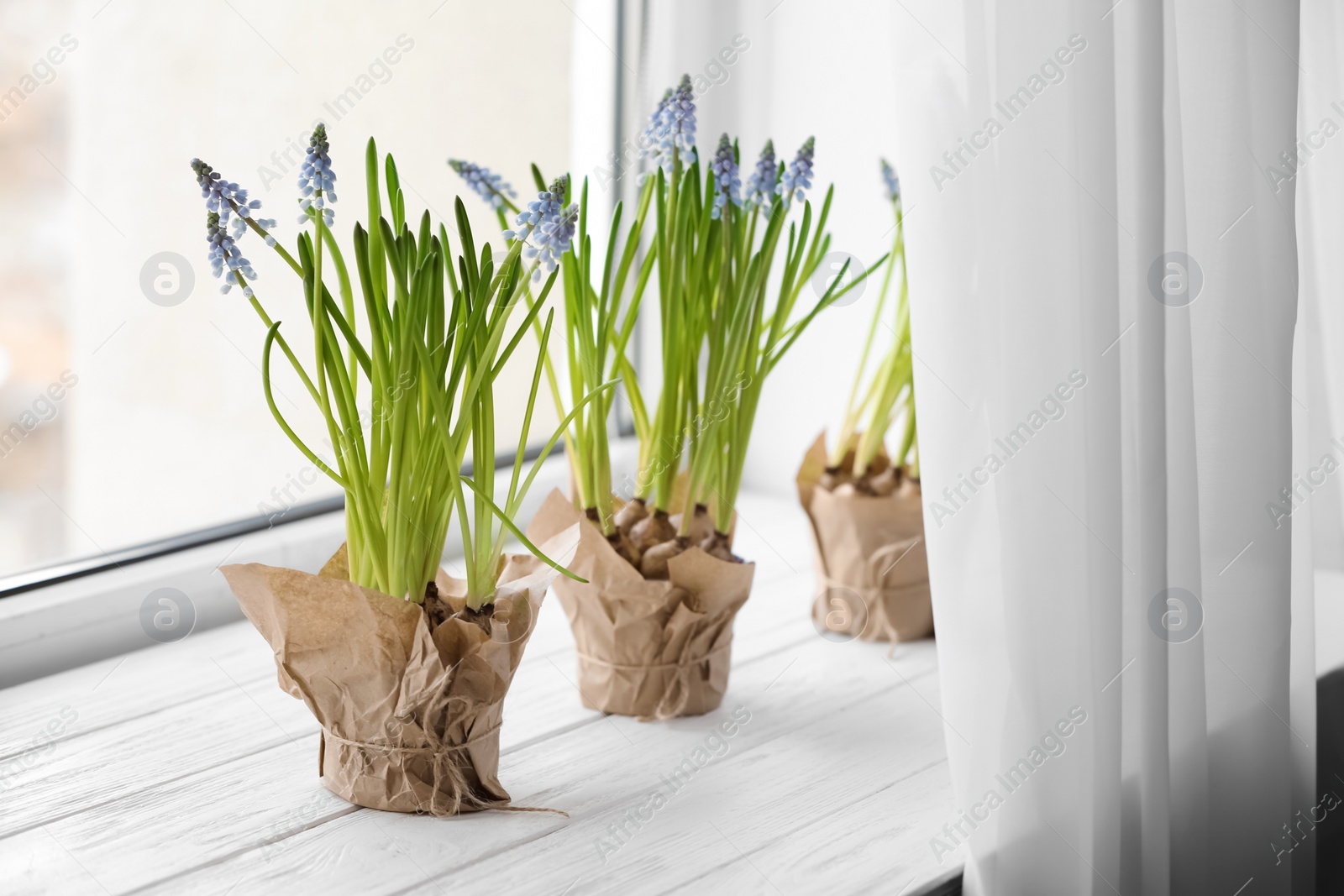 Photo of Beautiful spring muscari flowers in pots on window sill