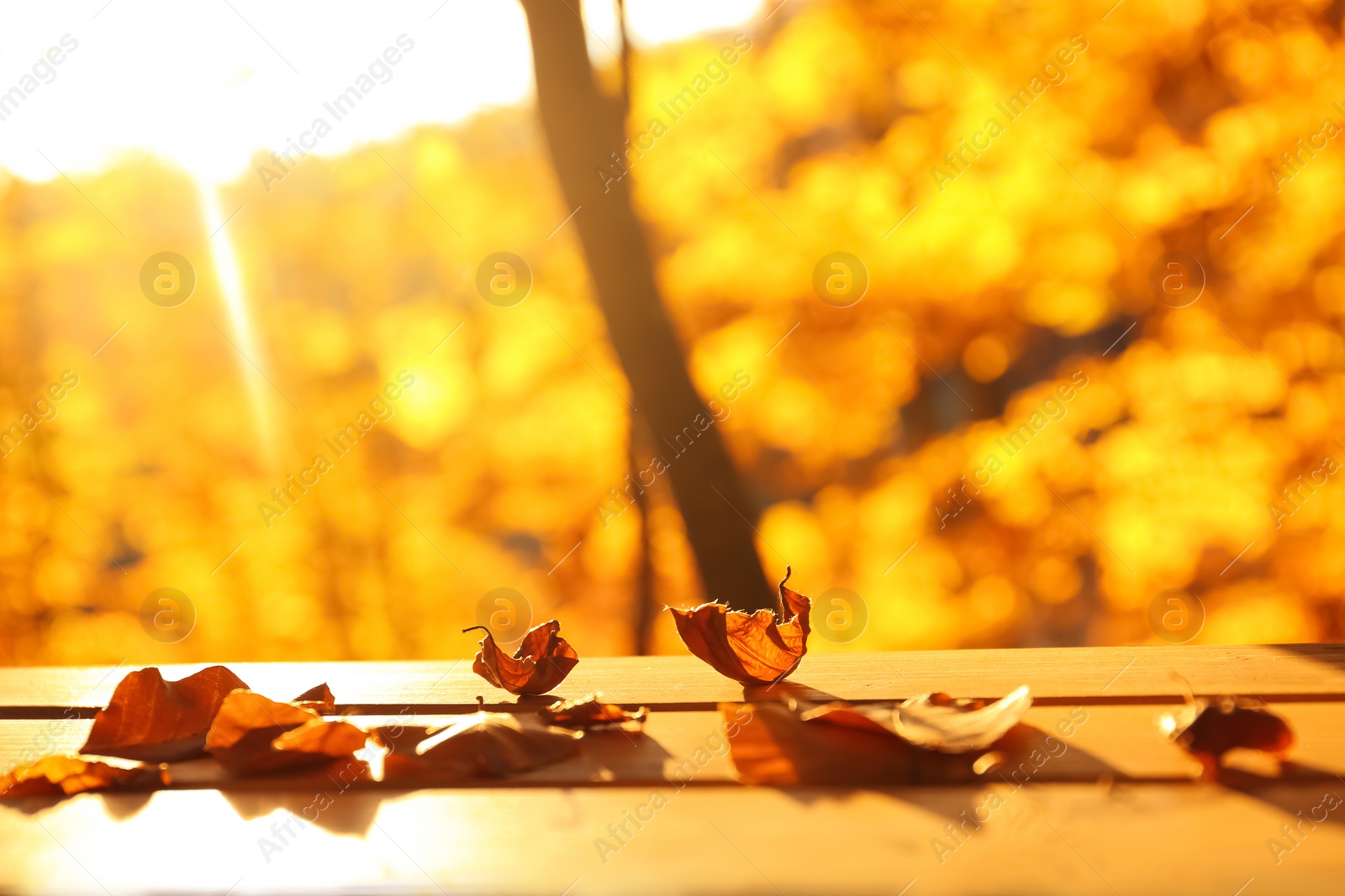 Photo of Dry autumn leaves on wooden planks against bright blurred background. Space for text