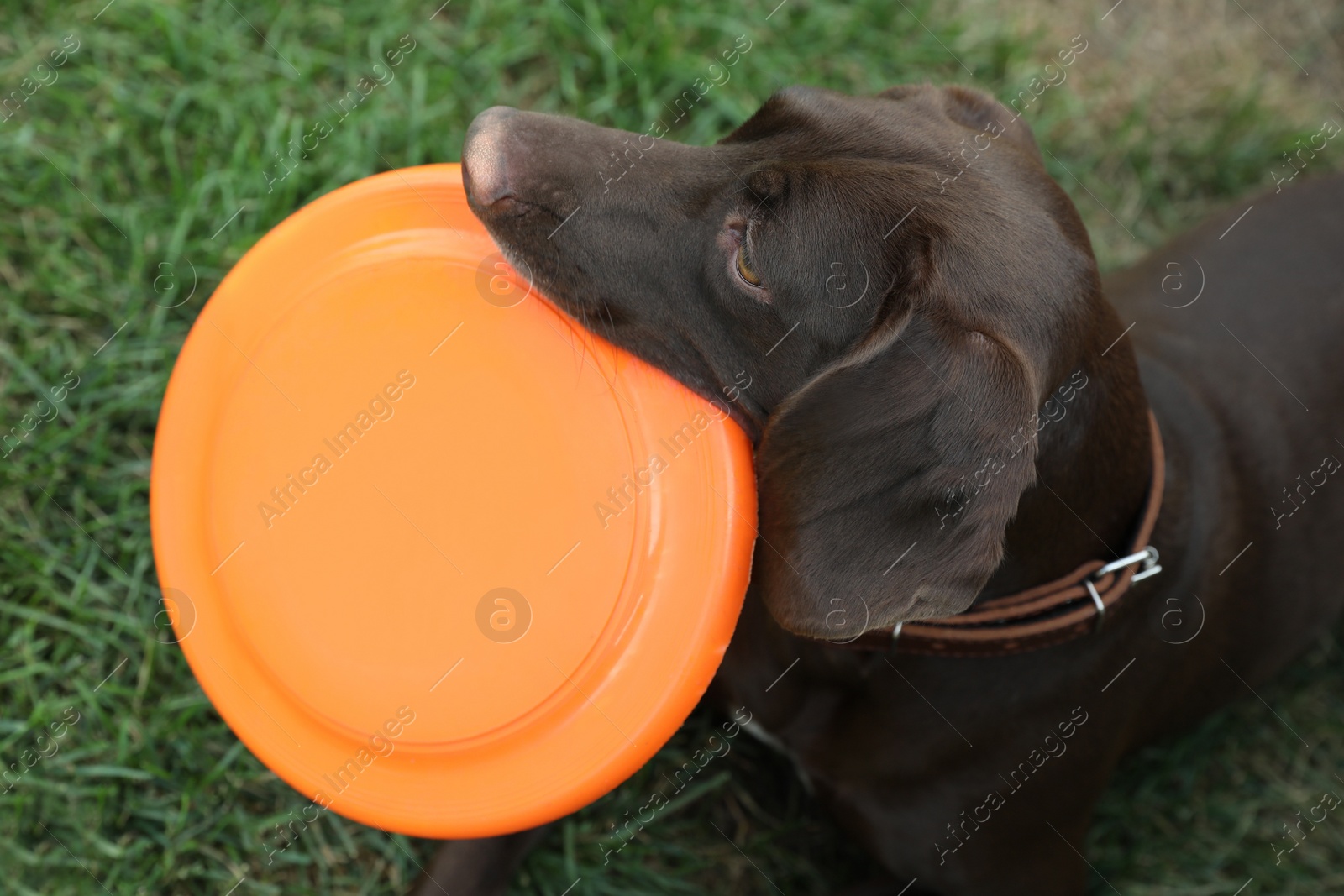 Photo of Cute German Shorthaired Pointer dog playing with flying disk in park, closeup