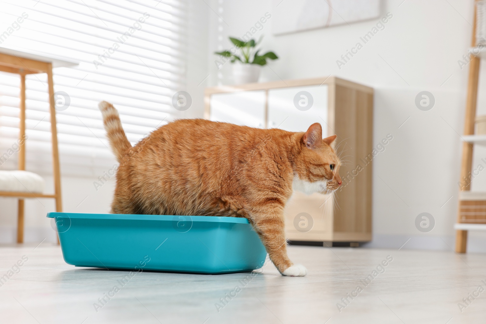 Photo of Cute ginger cat in litter box at home