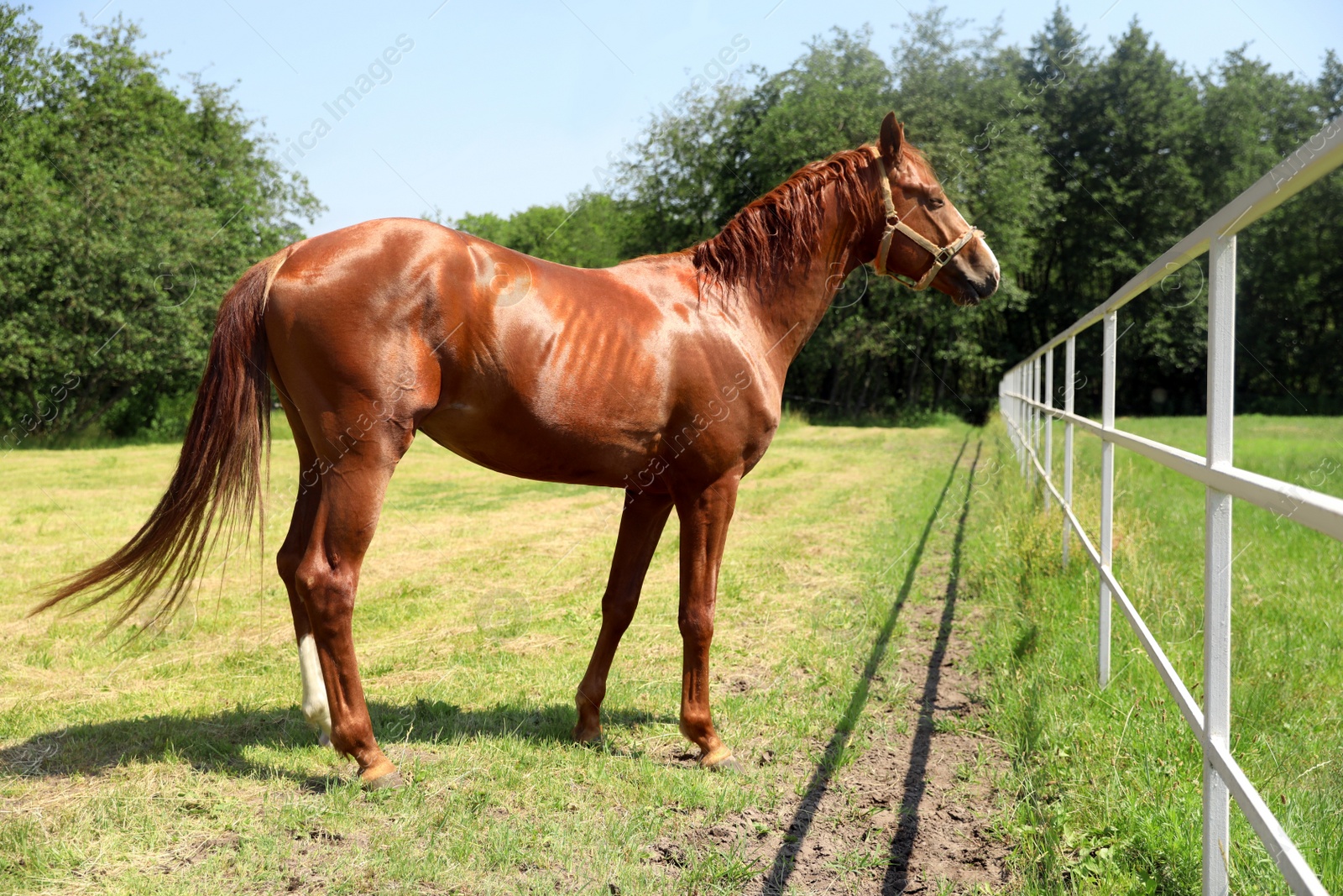 Photo of Chestnut horse in paddock on sunny day. Beautiful pet