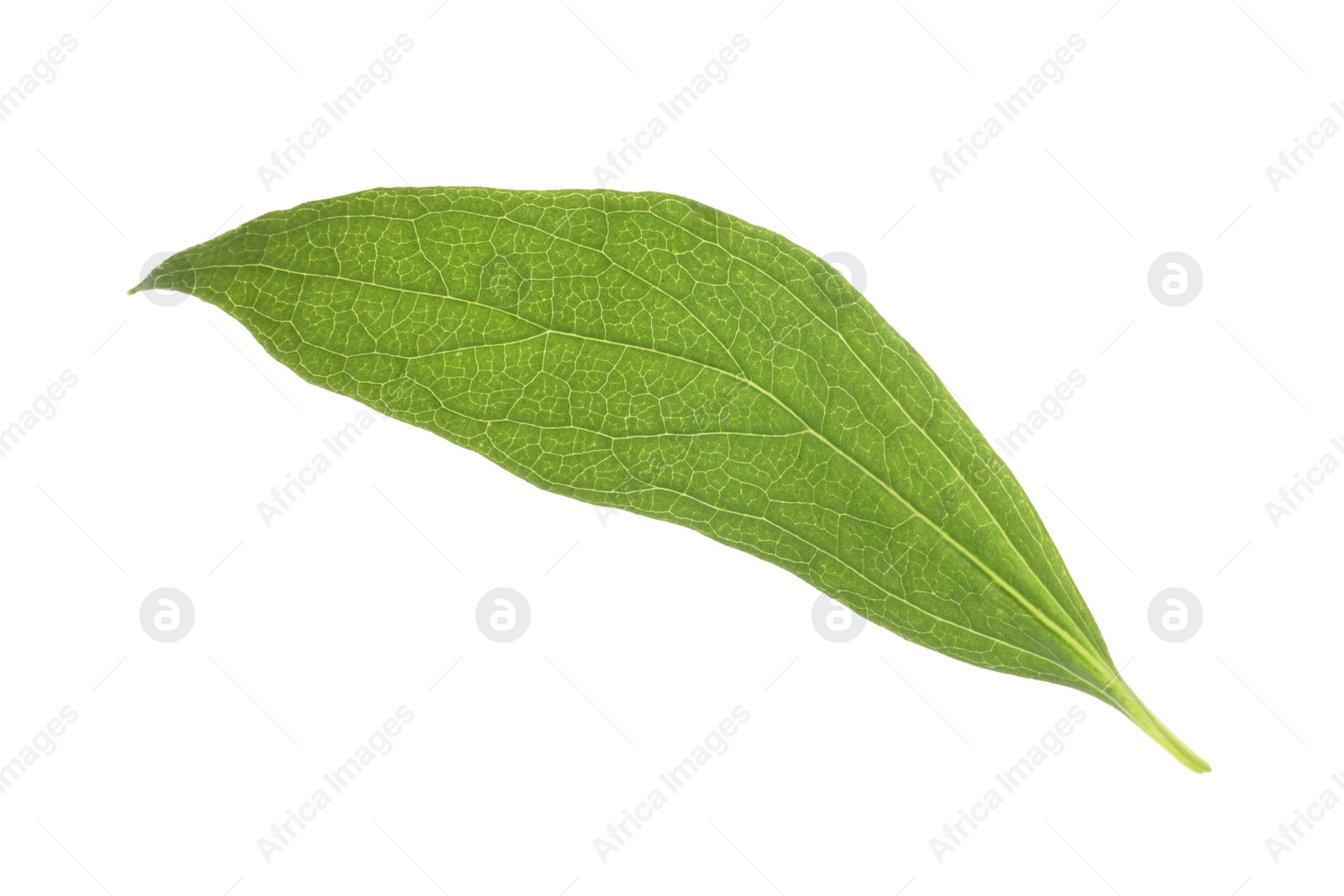 Photo of Fresh green jasmine leaf isolated on white