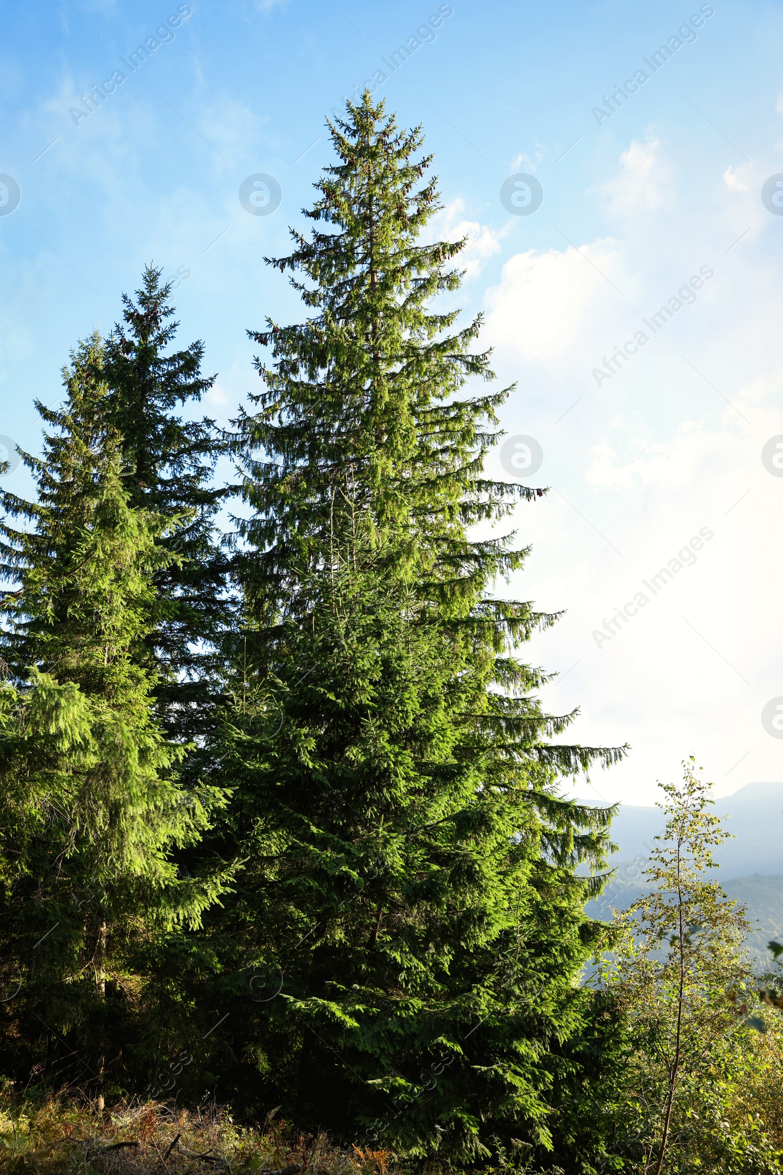 Photo of Picturesque view of forest with beautiful conifer trees on sunny day