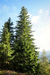 Photo of Picturesque view of forest with beautiful conifer trees on sunny day