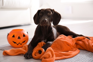 Photo of Adorable German Shorthaired Pointer dog with Halloween trick or treat bucket indoors