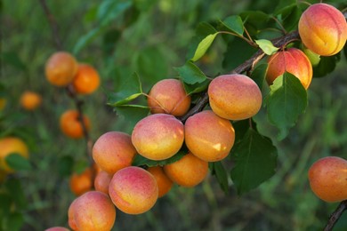 Photo of Tree branch with sweet ripe apricots outdoors, closeup view