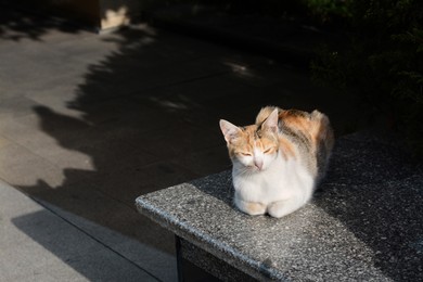 Photo of Beautiful stray cat basking in sun outdoors