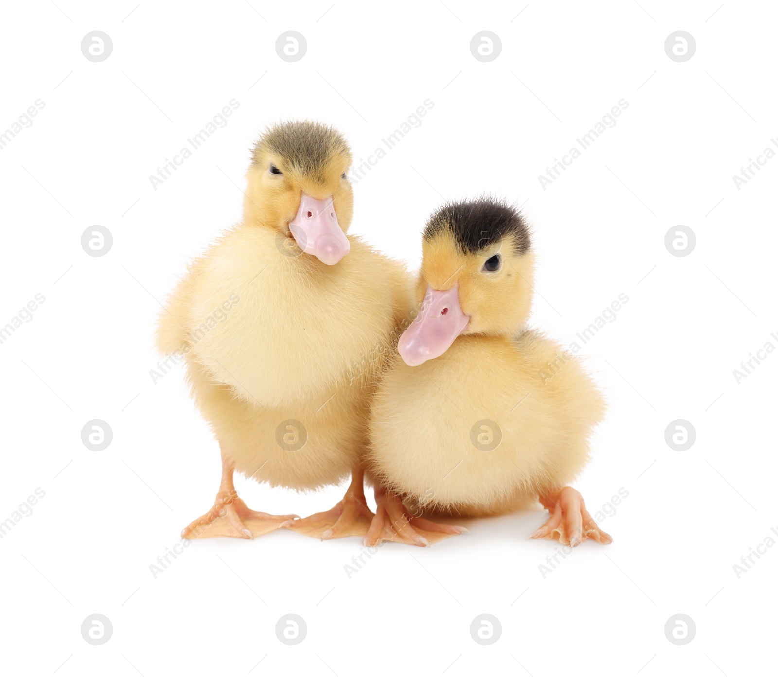 Photo of Baby animals. Cute fluffy ducklings on white background